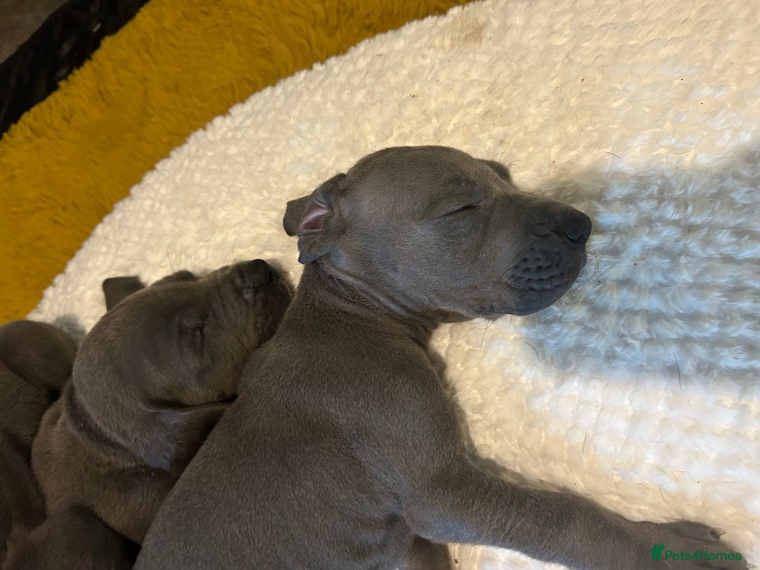 Great Dane dogs for sale: Stunning Great Dane Puppies  - Advert 16