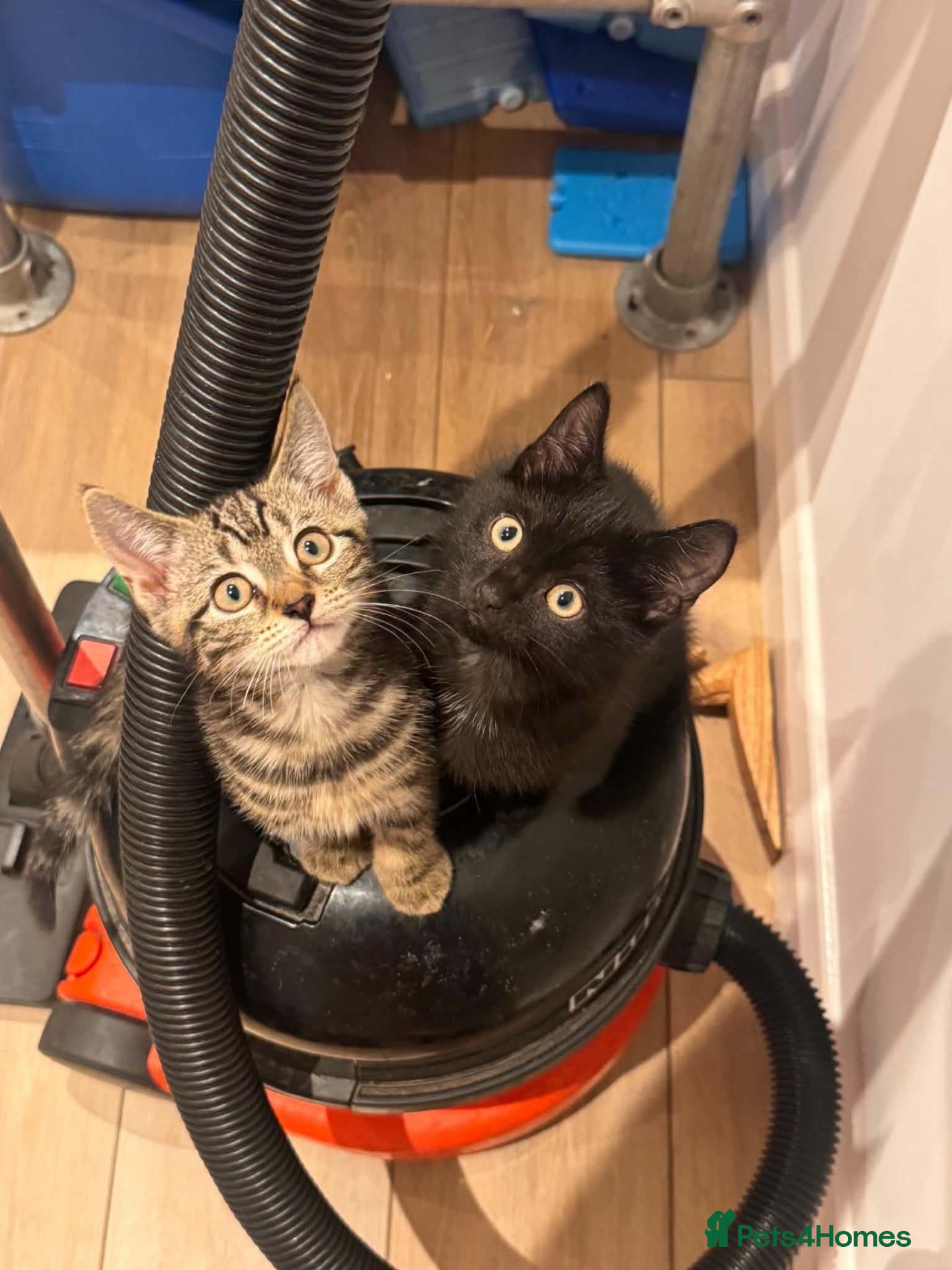 British Shorthair cats Male kittens  - Advert 2
