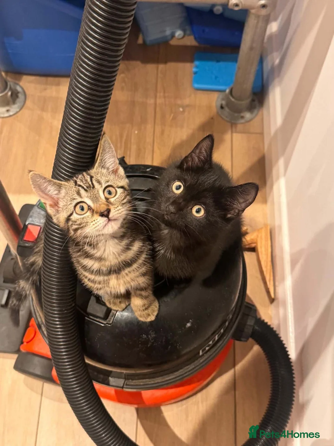 British Shorthair cats for sale: Male kittens  - Advert 2