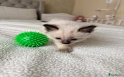 Ragdoll cats for sale: Title: Pure and  Fluffy Pedigree Ragdoll Kittens - Image 5