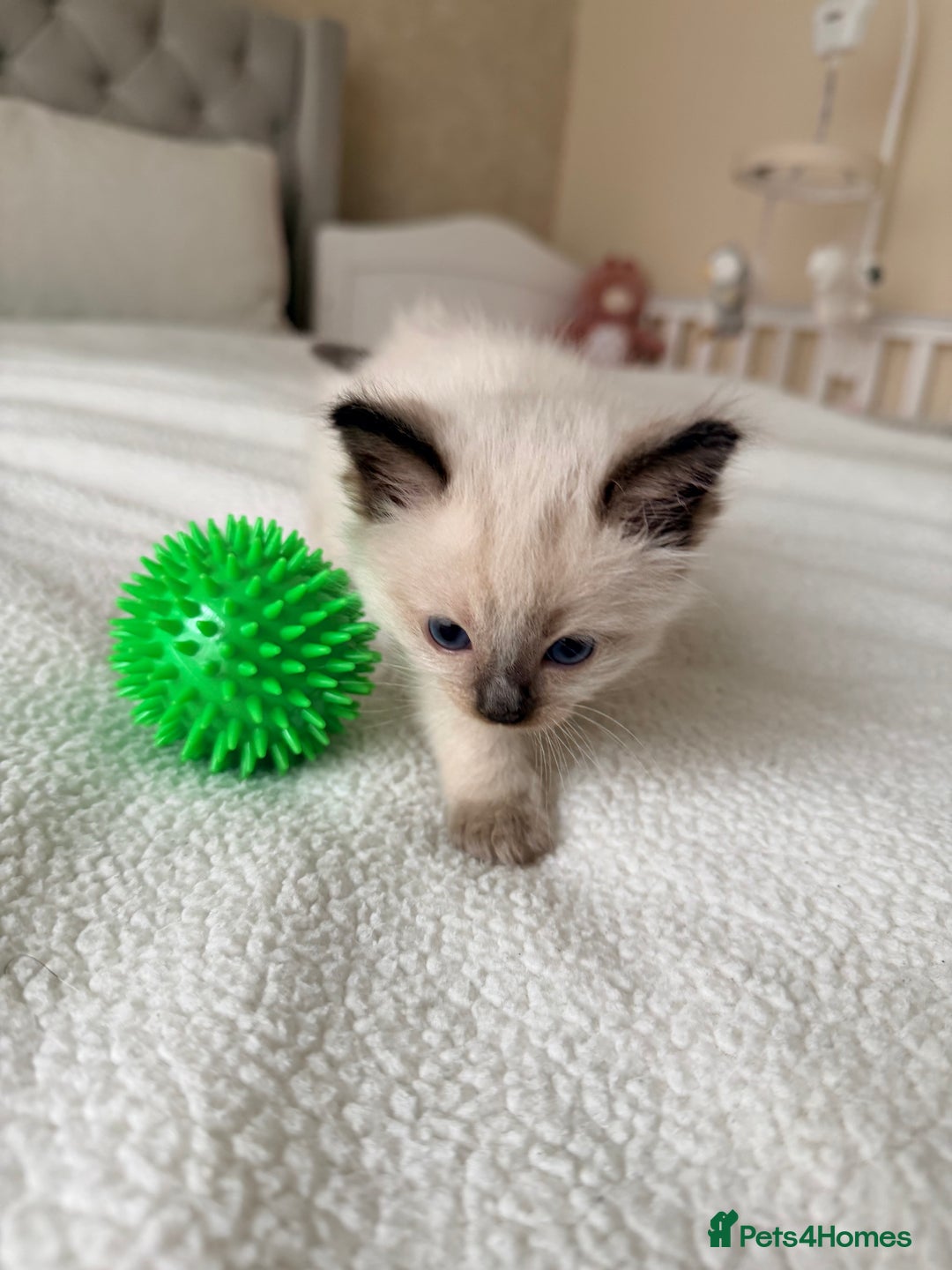 Ragdoll cats for sale: Title: Pure and  Fluffy Pedigree Ragdoll Kittens - Image 5