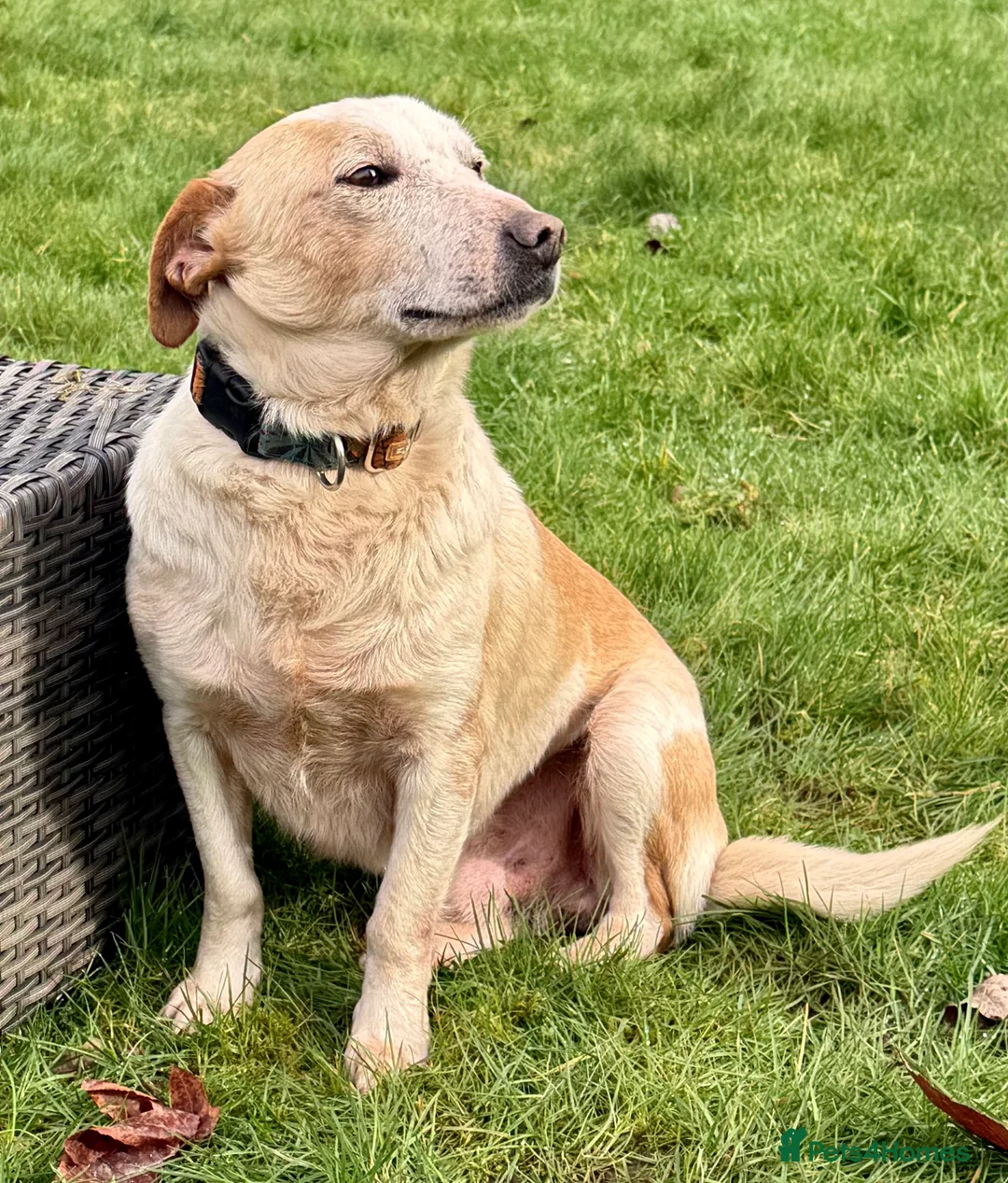 Labrador Retriever dogs for adoption: 🐾 MERLIN – Male Labrador × Golden  - Advert 7