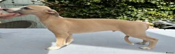 Whippet dogs for sale: Crufts winning parents - Advert 2