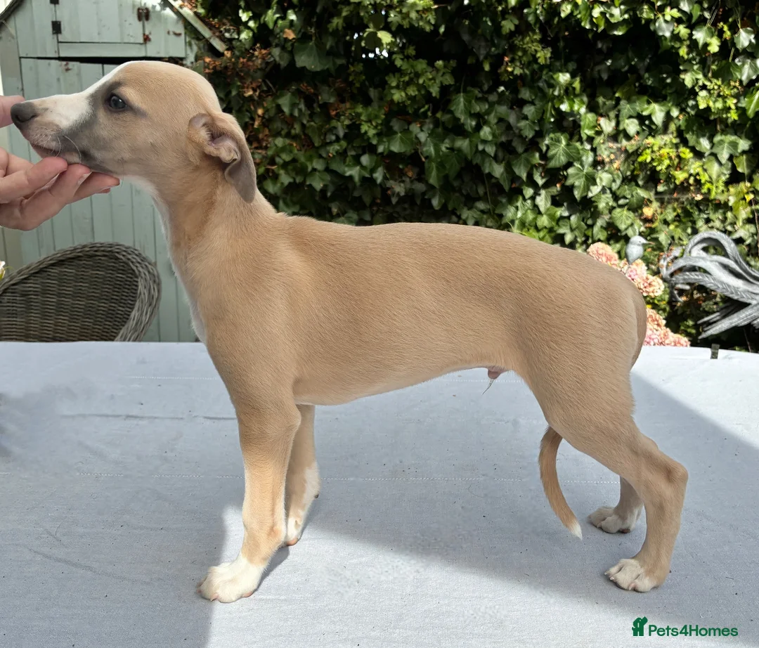 Whippet dogs for sale: Crufts winning parents - Advert 2