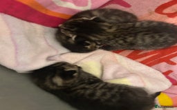 Domestic Shorthair cats for sale: Kittens  - Image 4