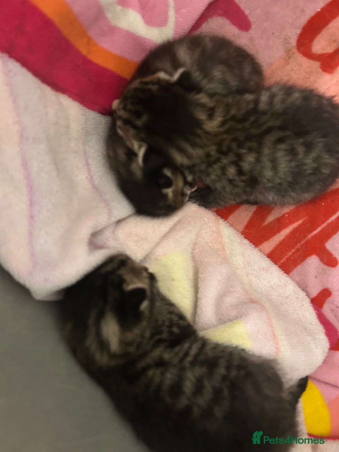 Domestic Shorthair cats for sale: Kittens  - Image 4