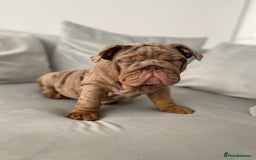 English Bulldog dogs for sale: English bulldog for sale - Image 2