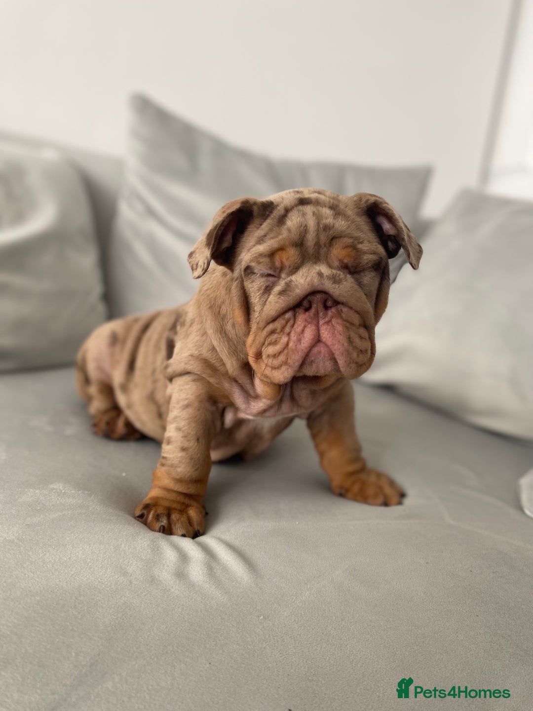 English Bulldog dogs for sale: English bulldog for sale - Image 2
