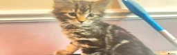 Mixed Breed cats for sale: 9 Loving Kits ready to go to their new homes - Advert 15