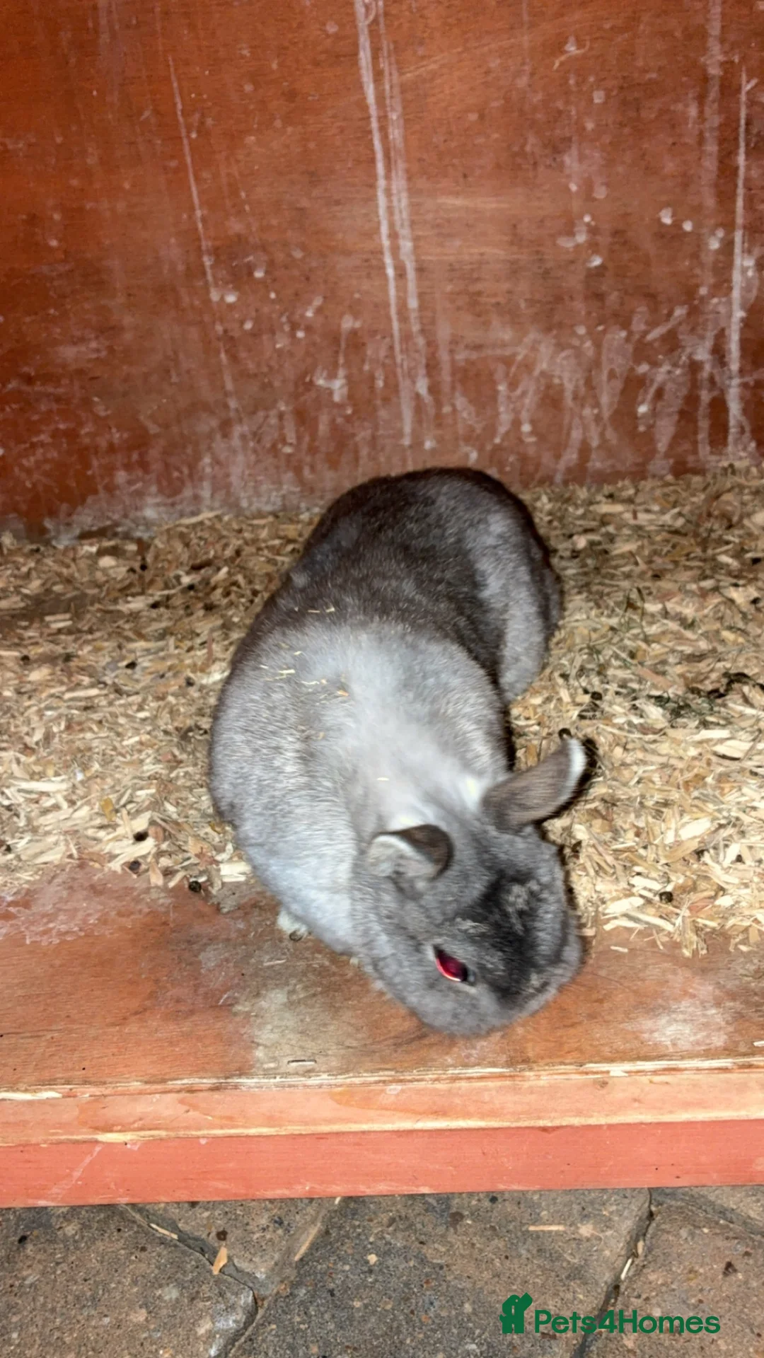 Netherland Dwarf rabbits for sale: Netherlands dwarfs  - Advert 2