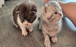 Scottish Fold cats for sale: For sale Scottish fold kitties  - Image 5