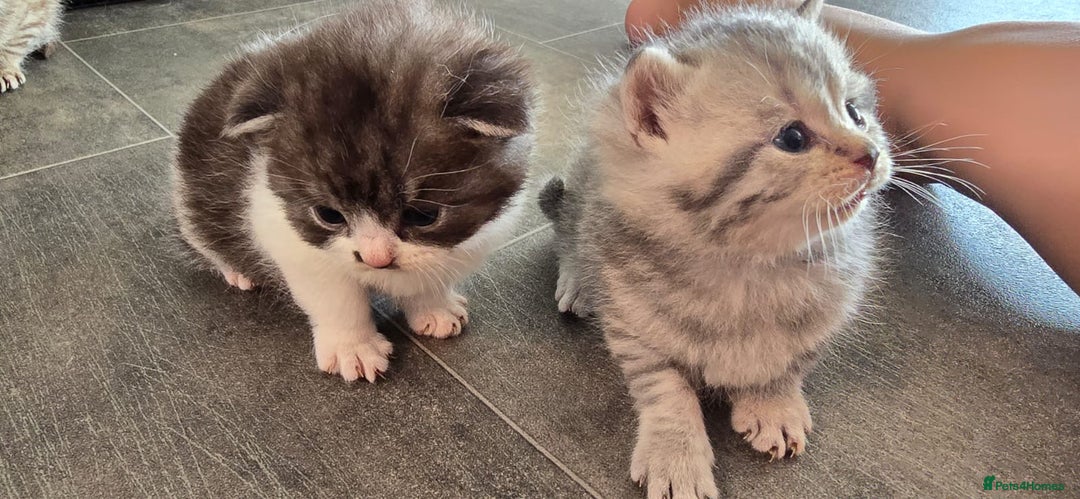 Scottish Fold cats for sale: For sale Scottish fold kitties  - Image 5
