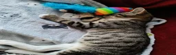 Mixed Breed cats for sale: A little boy looking for a new home - Advert 4