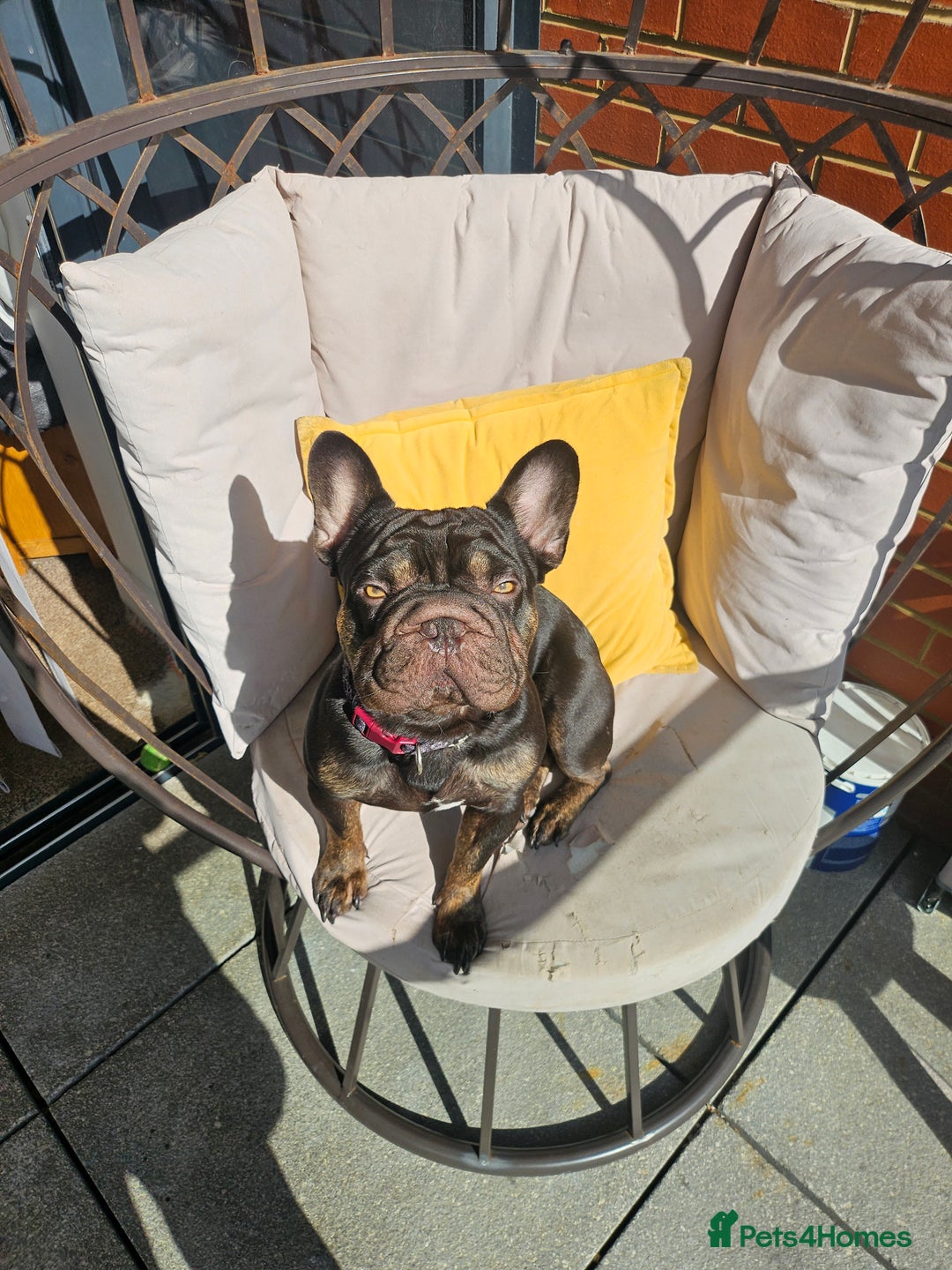 French Bulldog dogs for sale: Dugi is looking for his forever home  - Advert 6