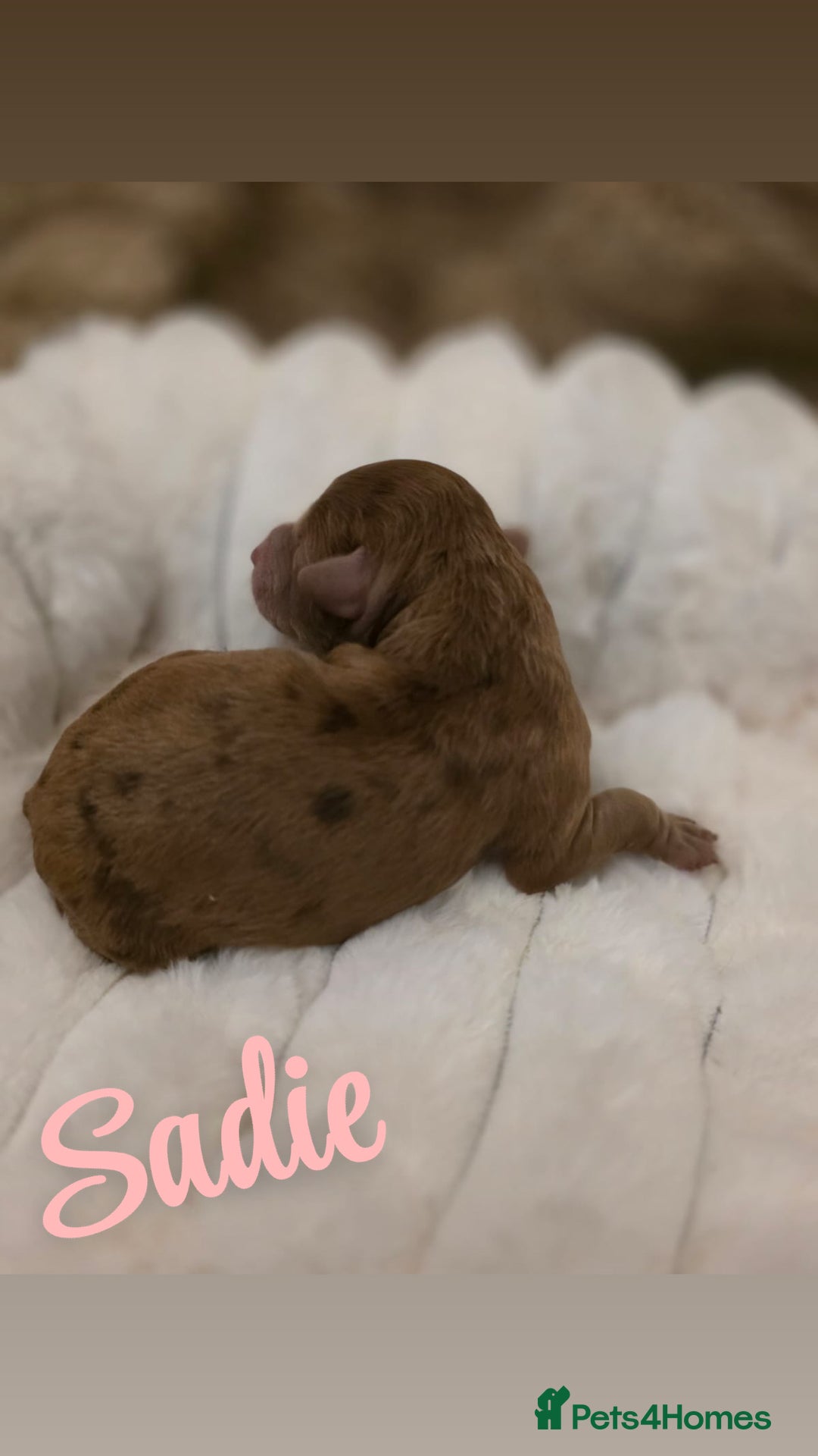 Cockapoo dogs for sale: 🤍 Beautiful F3 Multigen Cockapoo Puppies🤍 - Advert 2
