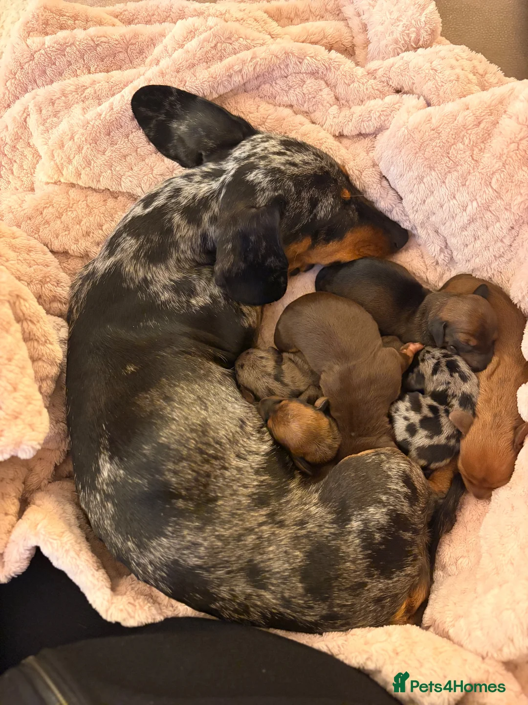 Miniature Dachshund dogs for sale: Mini dachshund puppies  in Dundee - Advert 2