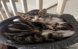 Domestic Shorthair cats for sale: 4 gorgeous Tabby’s looking for their forever home! - Image 7