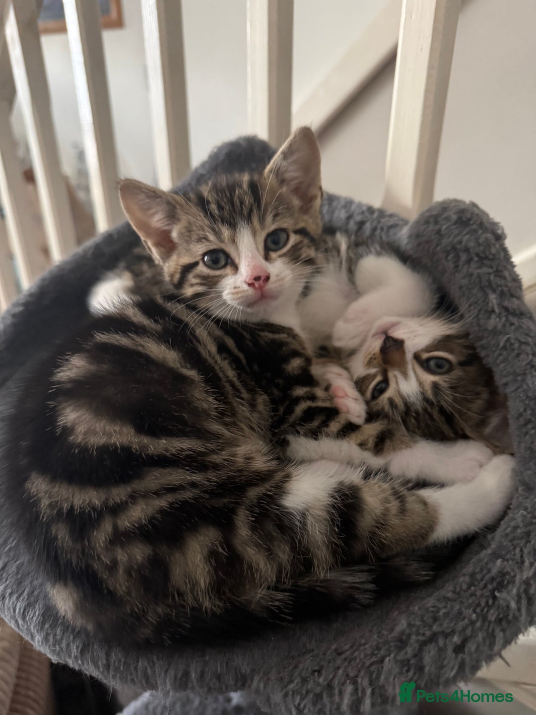 Domestic Shorthair cats for sale: 4 gorgeous Tabby’s looking for their forever home! - Image 7
