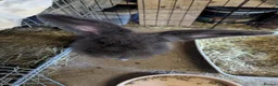 Continental Giant rabbits for sale: Gandalf conti lionehead cross rabbit  - Advert 4