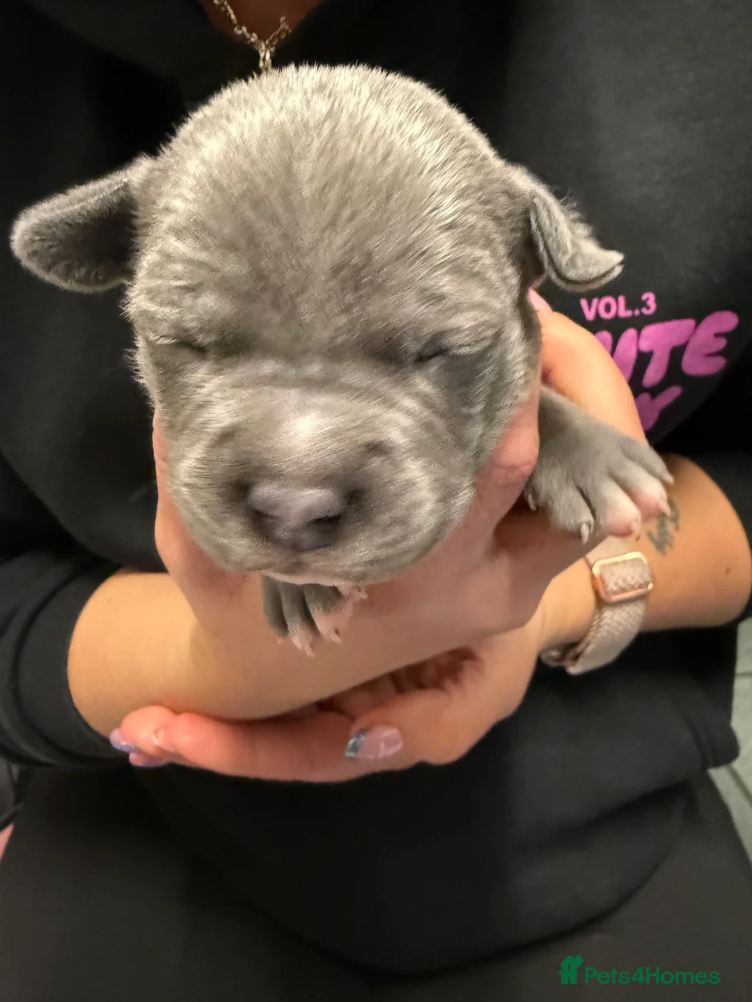 Staffordshire Bull Terrier dogs for sale: 1 female  Blue Staffordshire bull terrier staffy - Advert 21