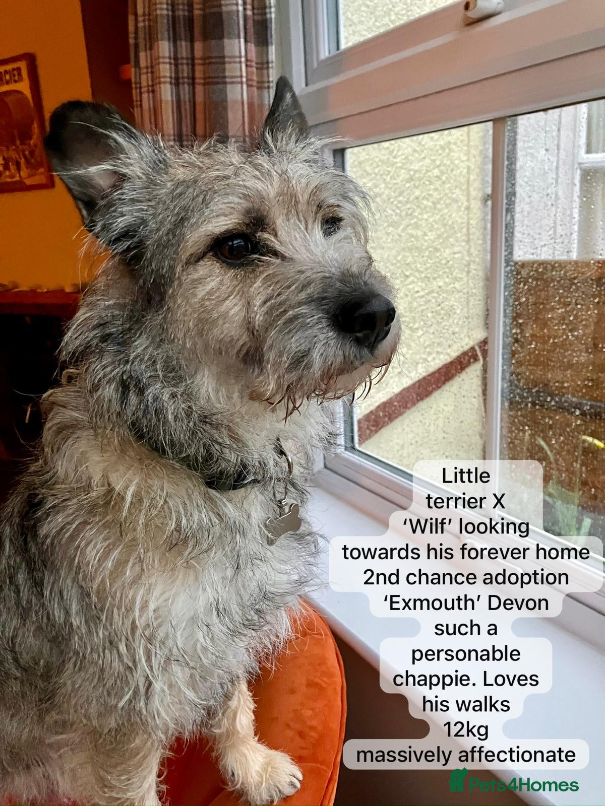 Mixed Breed dogs Wilf, 2 yrs approx.Available for adoption. - Advert 3