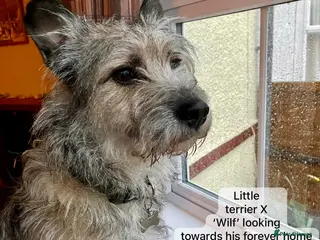 Mixed Breed dogs Wilf, 2 yrs approx.Available for adoption. - Advert 3