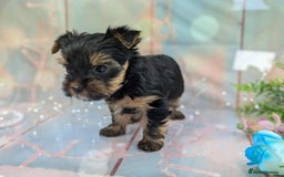 Yorkshire Terrier dogs for sale: Pedigree Yorkshire Terrier Puppies - Image 19