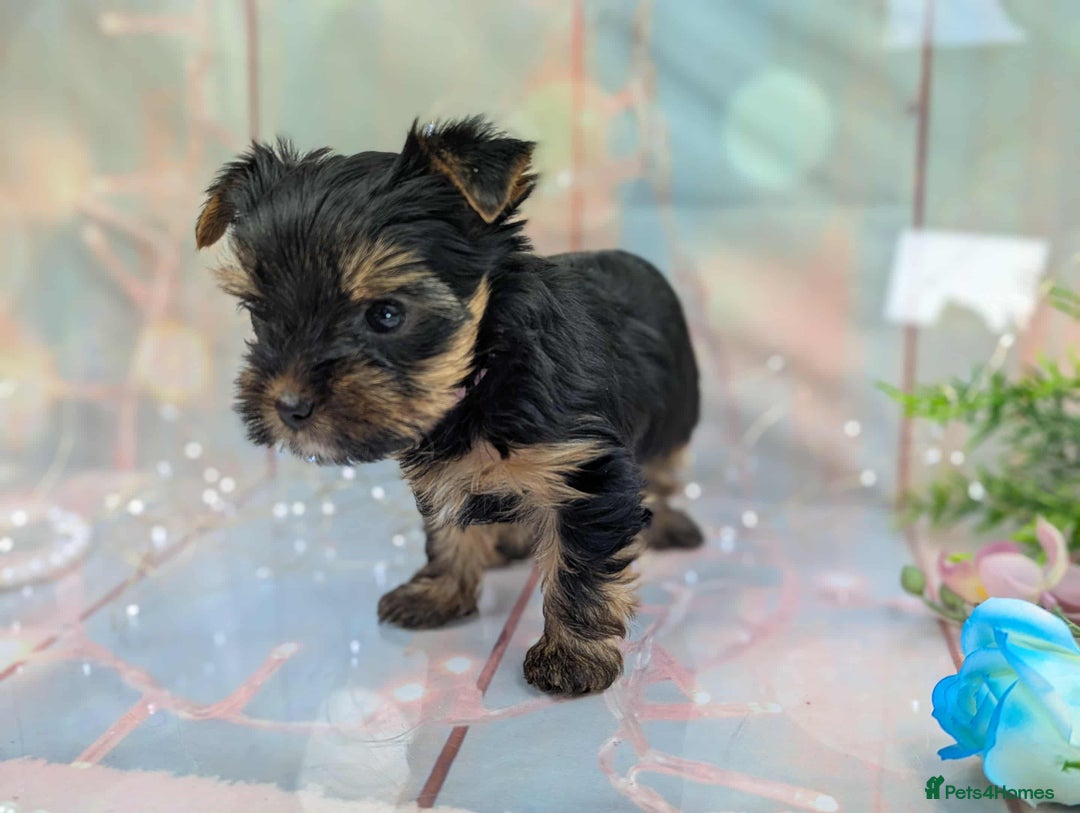 Yorkshire Terrier dogs for sale: Pedigree Yorkshire Terrier Puppies - Image 19