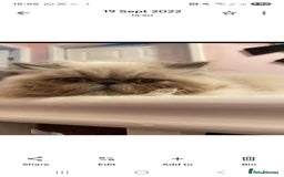 Persian cats for sale: Beautiful blue eyed rare percian point - Image 4