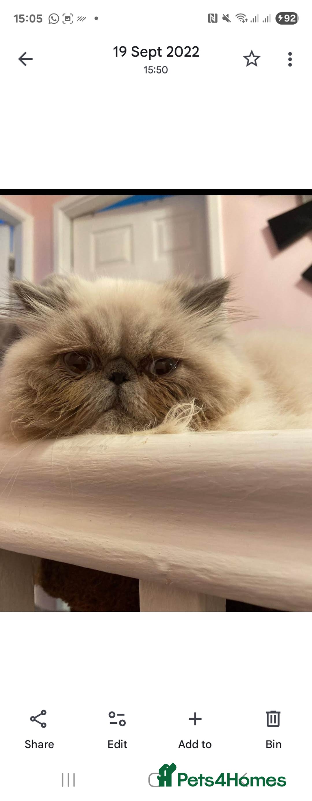 Persian cats for sale: Beautiful blue eyed rare percian point - Image 4