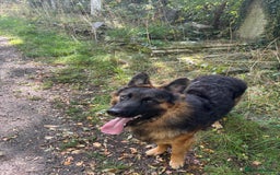 German Shepherd dogs for sale: Rehoming 1 Year Old German Shepherd Male - Image 2