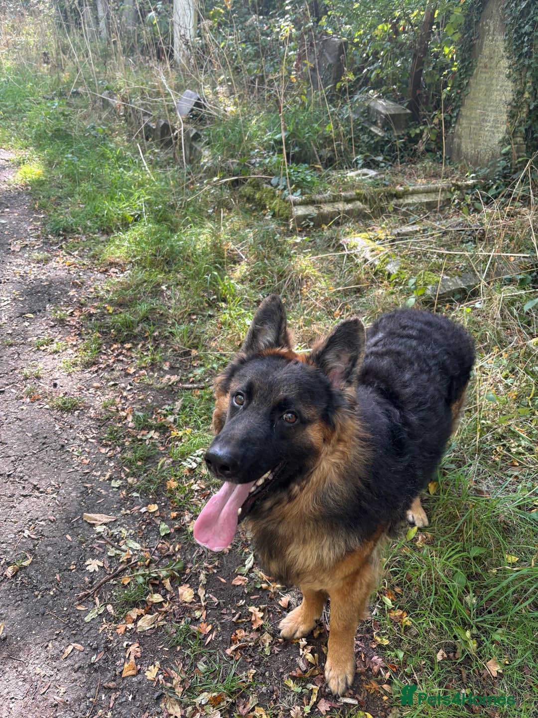 German Shepherd dogs for sale: Rehoming 1 Year Old German Shepherd Male - Image 2