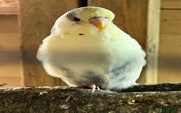 Budgerigars birds for sale: Budgie baby’s  - Advert 2