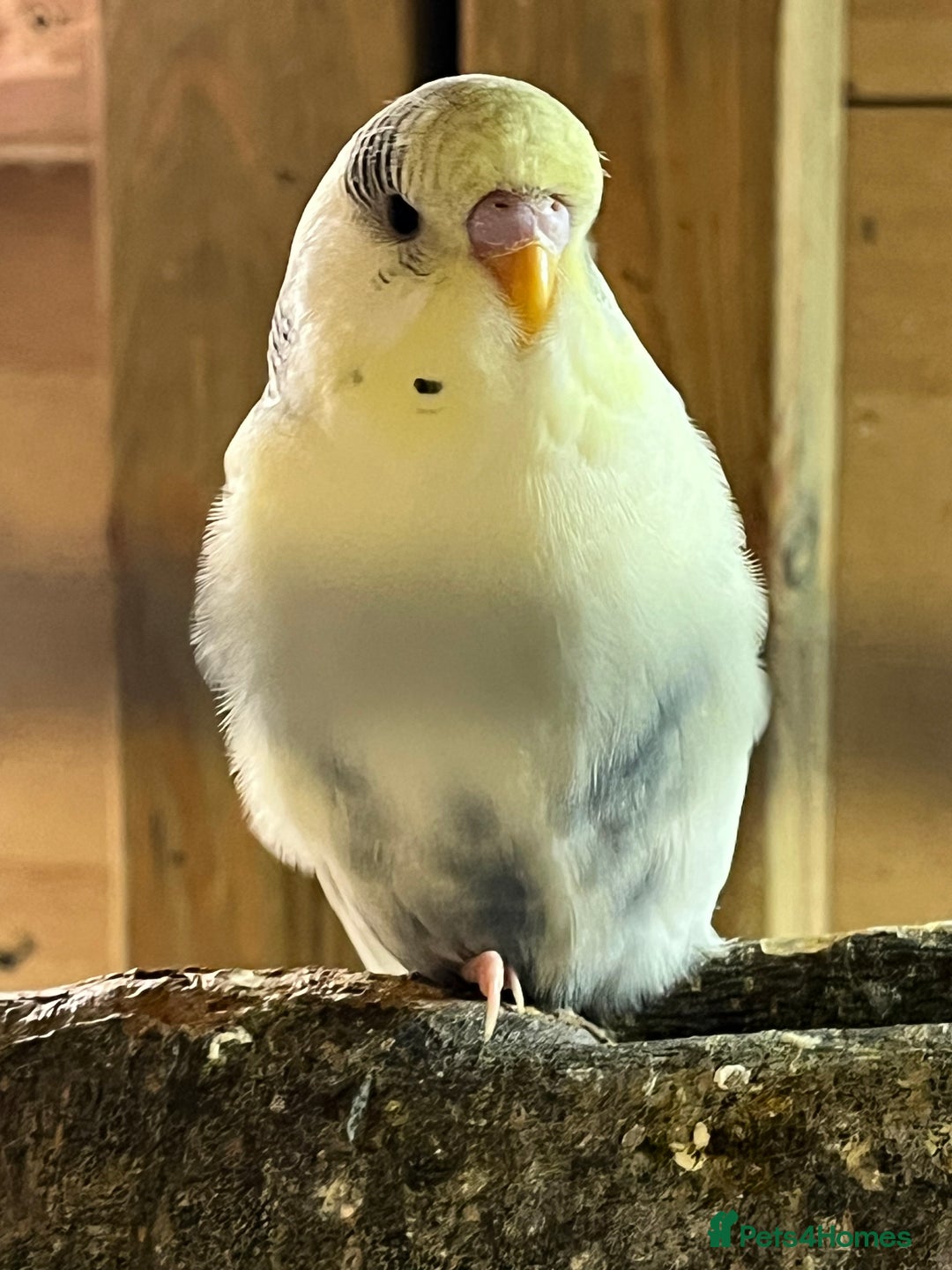 Budgerigars birds for sale: Budgie baby’s  - Advert 2