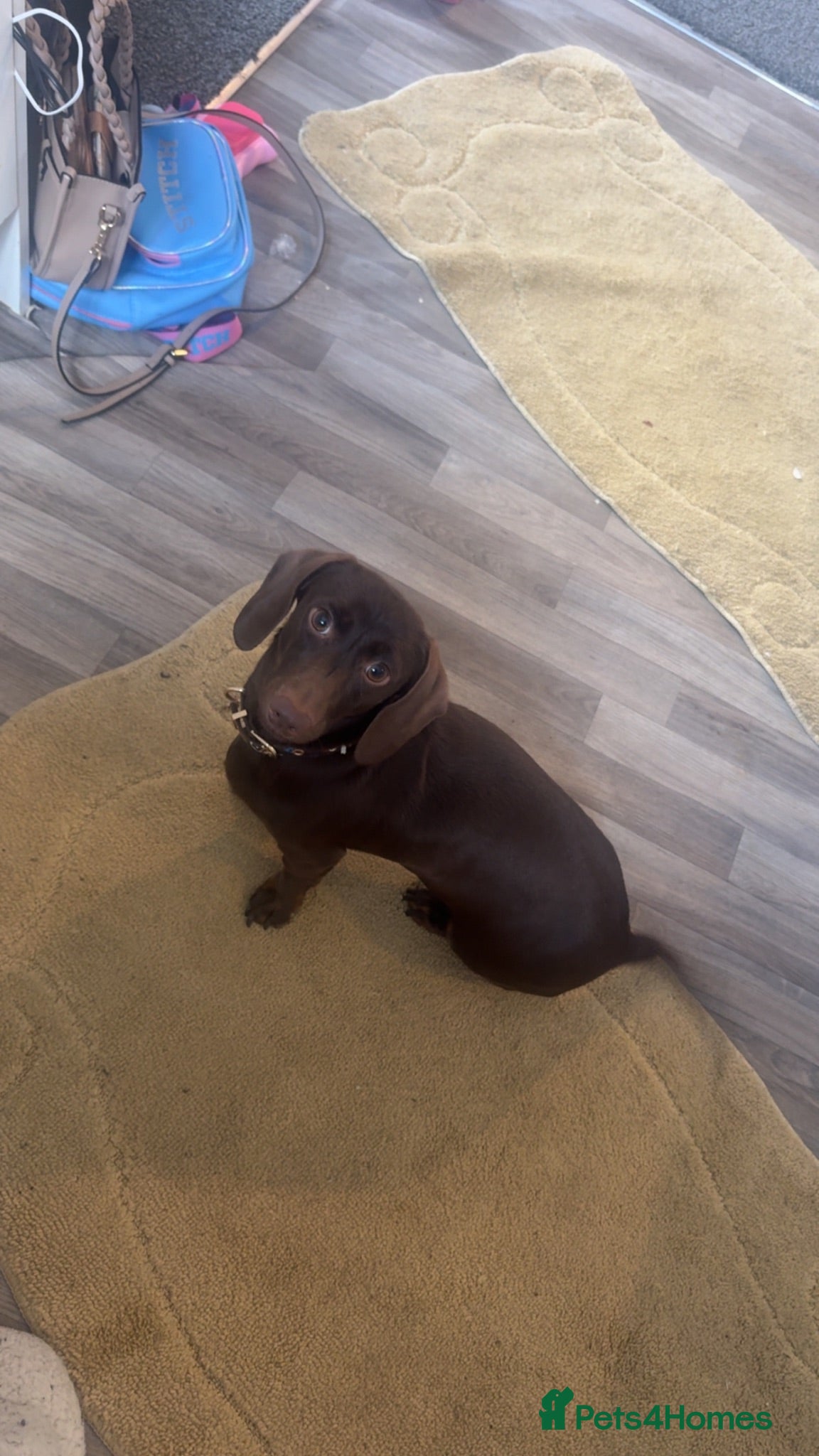 Miniature Dachshund dogs  Miniature 🌭 dachshunds 🌭🌭🌭 - Advert 1