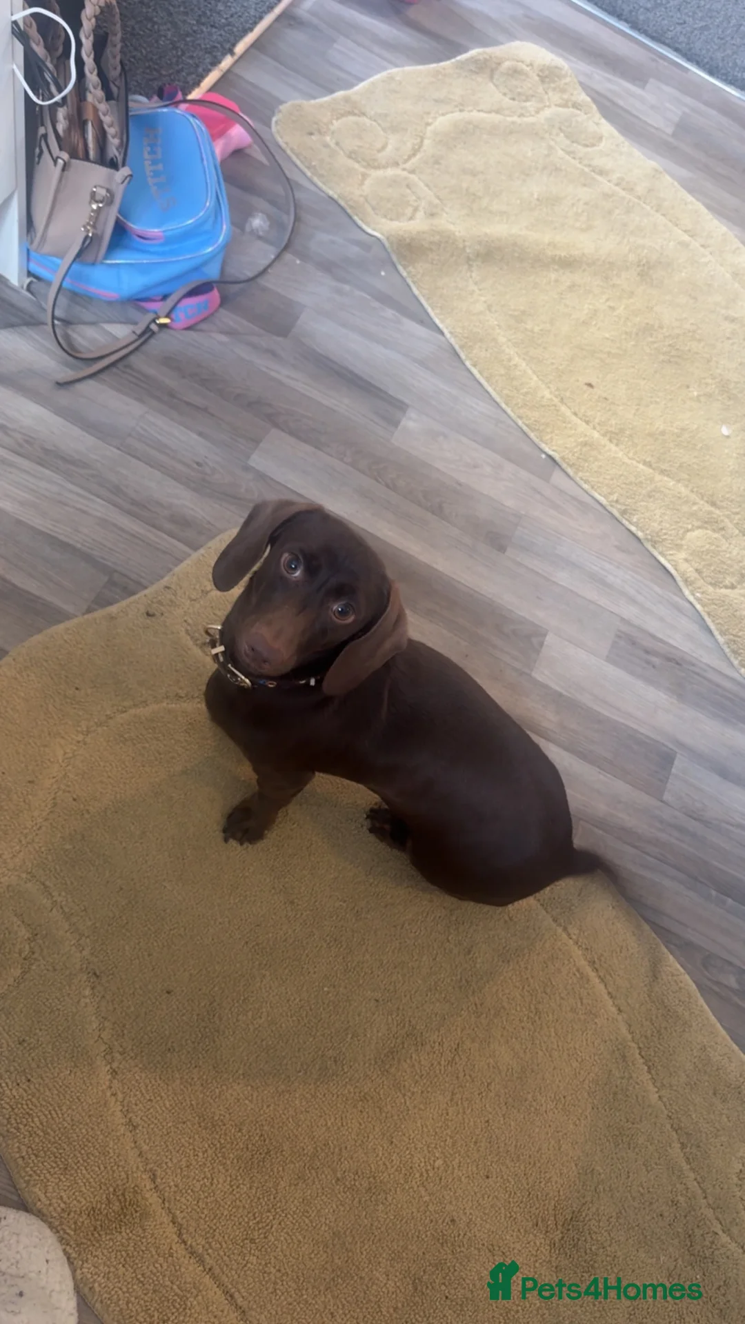 Miniature Dachshund dogs for sale:  Miniature 🌭 dachshunds 🌭🌭🌭 - Advert 1