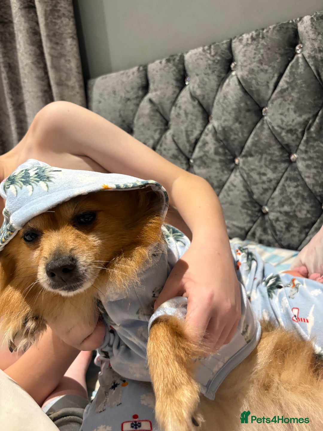 Pomeranian dogs for sale: Pominarion  - Image 1