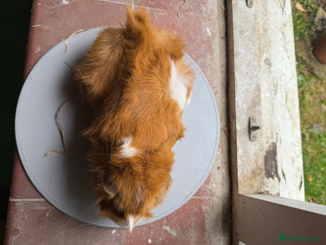 Guinea Pig rodents for sale: 3 sows looking for new 🏡 - Image 7