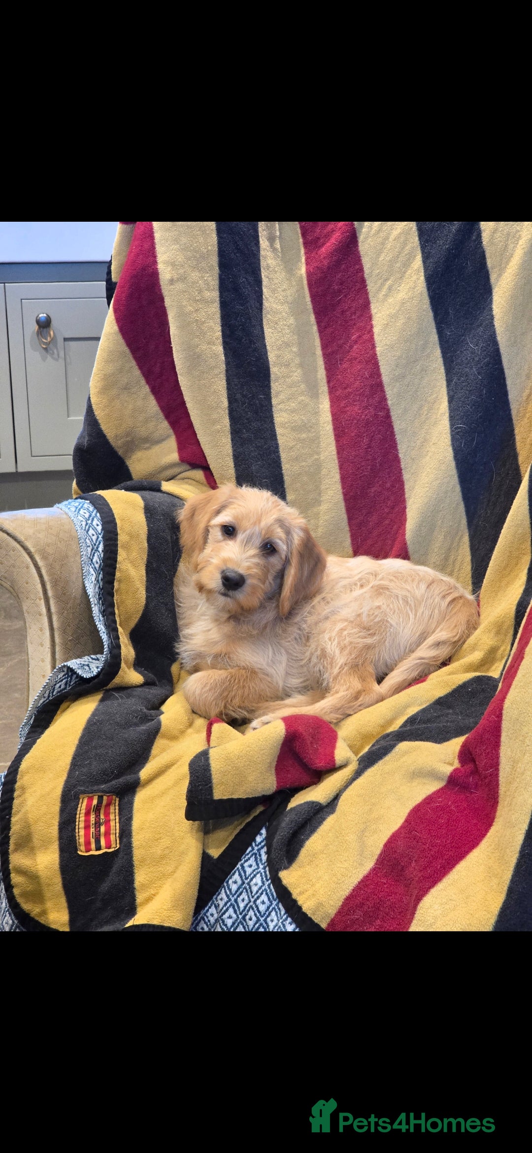 Labradoodle dogs for sale: Labradoodle female - Advert 1