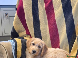 Labradoodle dogs Labradoodle female - Advert 1