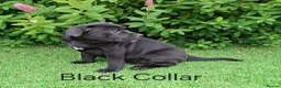 Staffordshire Bull Terrier dogs for sale: Classic Staffordshire Bull Terrier Puppies  - Advert 17