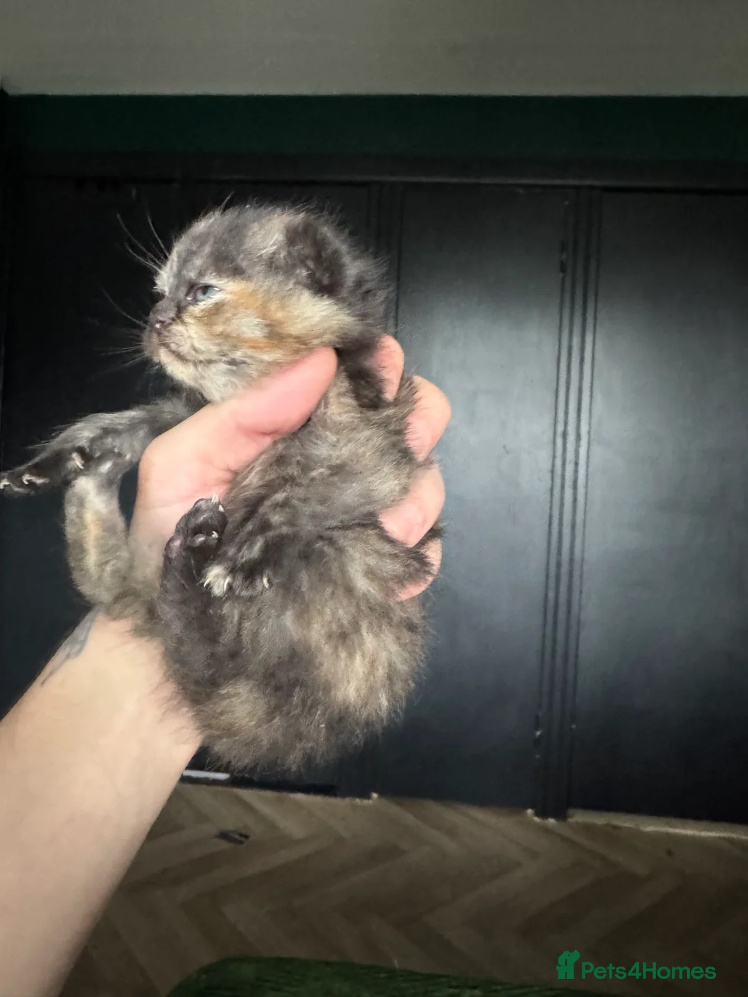 British Shorthair cats for sale: Tica reg BSH kittens  - Advert 19