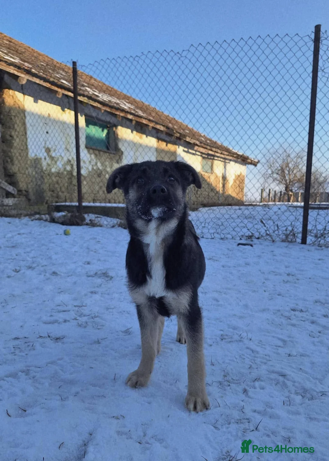 Mixed Breed dogs for adoption: Roquefort for adoption - Advert 6