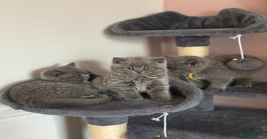 British Shorthair cats - Advert 5