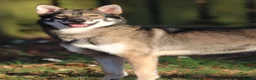 Northern Inuit dogs for sale: Last boy available from health tested parents - Advert 18