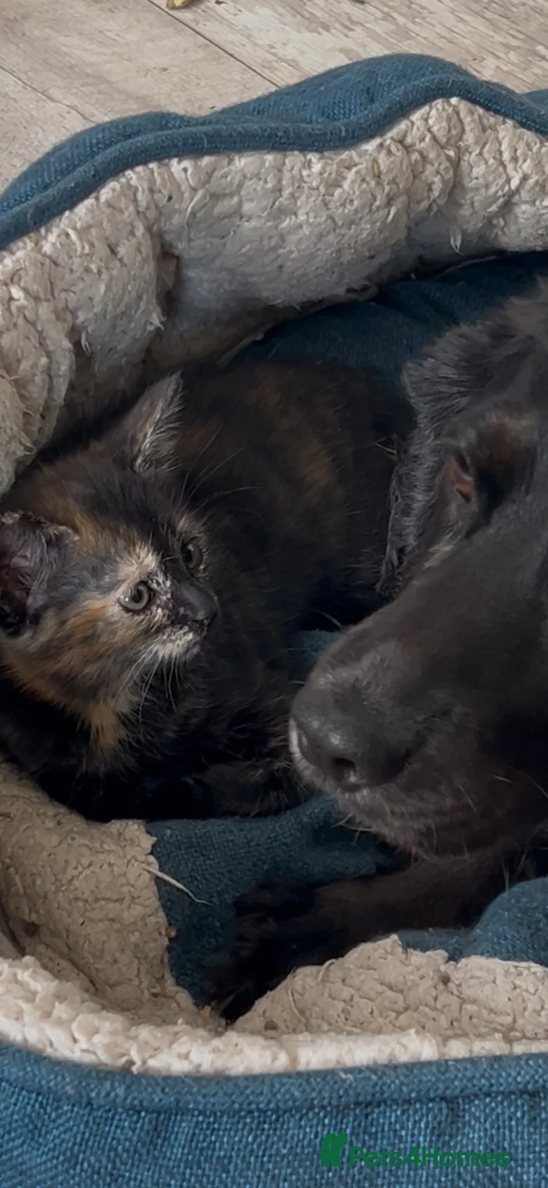 Mixed Breed cats for sale: Kittens! Beautiful babies ready for forever homes in Cheltenham - Advert 8