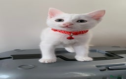 Mixed Breed cats for sale: White Gray and Ragdoll Kittens - Image 33