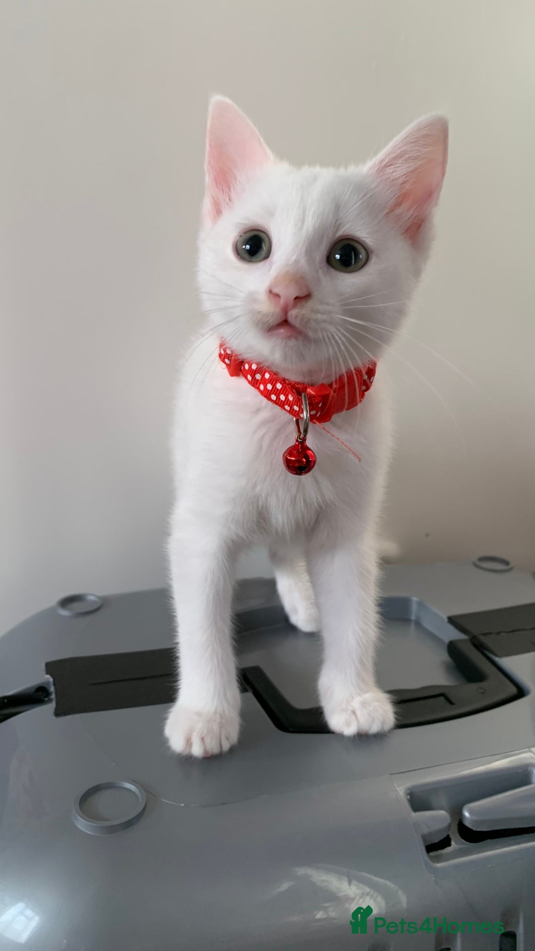 Mixed Breed cats for sale: White Gray and Ragdoll Kittens - Image 33