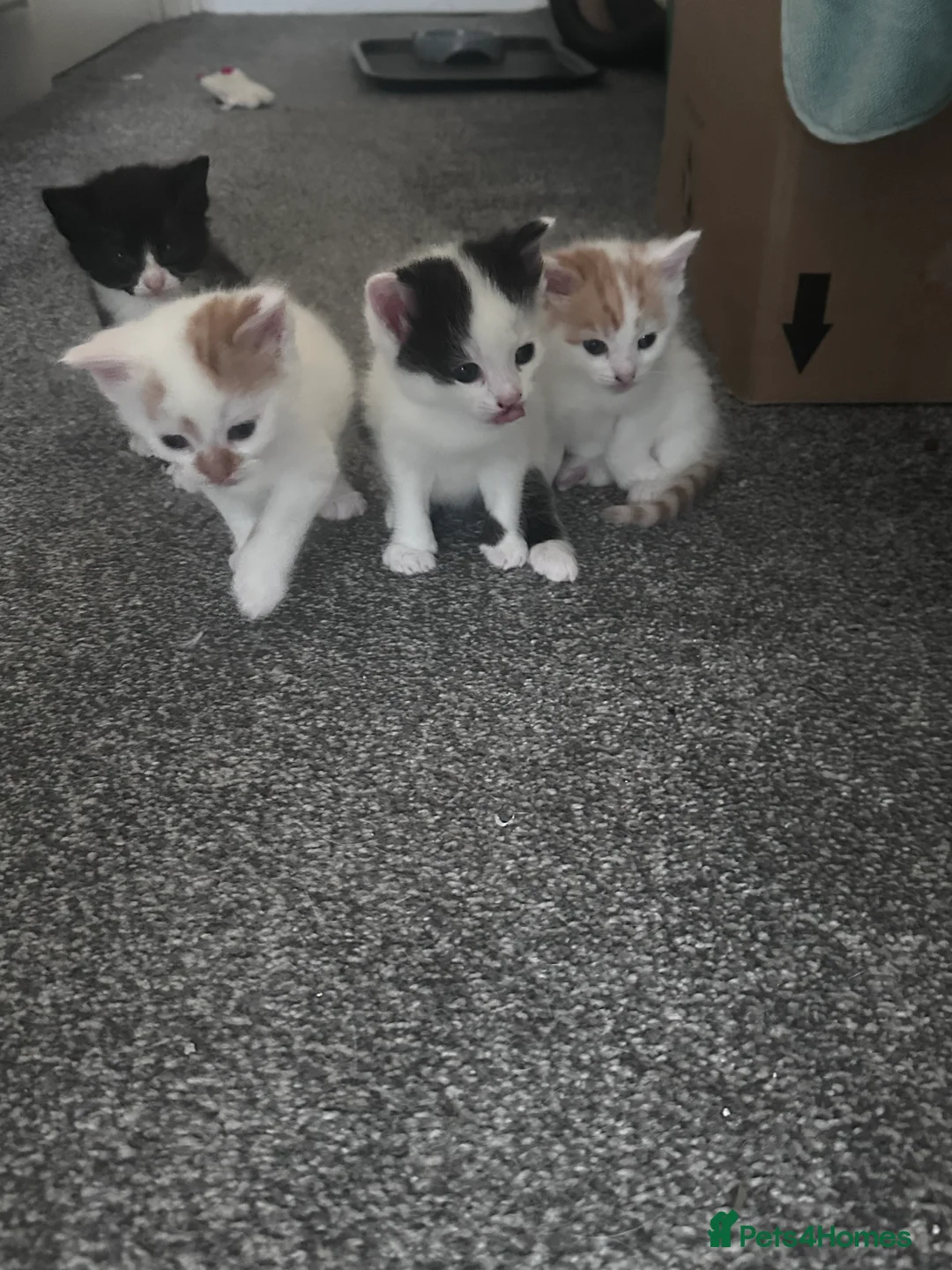 Mixed Breed cats for sale: Fluffy female ginger and white kitten  - Advert 3