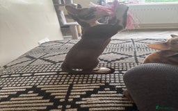 Devon Rex cats for sale: 1 girl left Devon Rex Kittens – Exceptional Type  in Stamford - Image 6